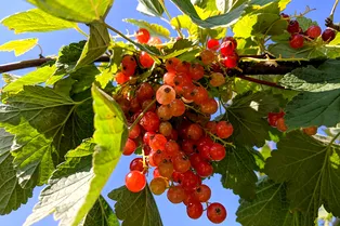 Смородина и малина: как пересадить куст весной на новое место