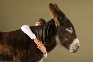 Запредельная нежность: ослик подружился с девочкой и обнимает ее при встрече