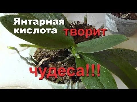 Нажми и смотри