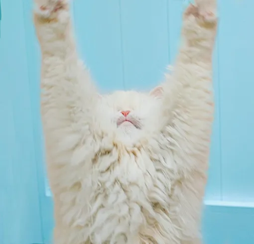 слепой кот, персидский кот слепой кот, персидский кот