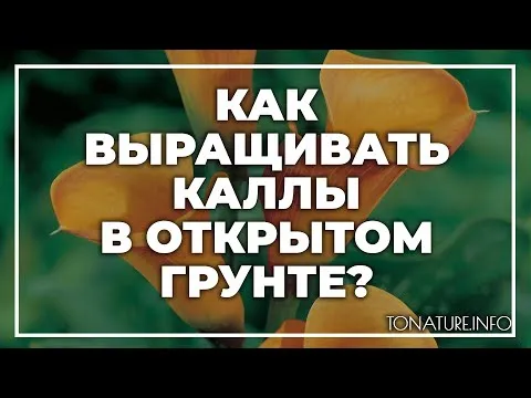 Нажми и смотри