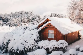 Добавят яркости саду поздней осенью и ранней весной: 7 неожиданных вечнозелёных растений Добавят яркости саду поздней осенью и ранней весной: 7 неожиданных вечнозелёных растений