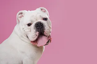 Собаки и лето: как помочь питомцу пережить жару