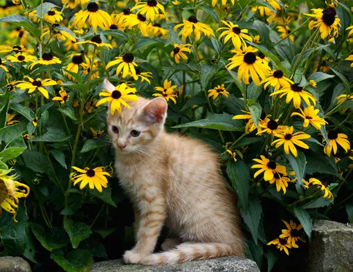 7 цветущих растений, обожающих песчаную почву, и кот