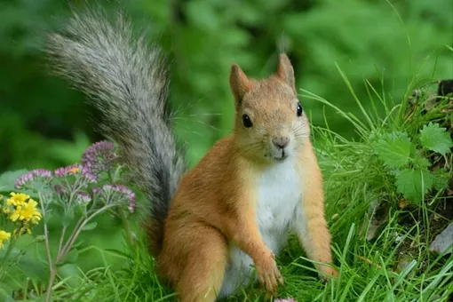 Разъяренный бельчонок напугал взрослого мужчину и стал талисманом полицейского участка Разъяренный бельчонок напугал взрослого мужчину и стал талисманом полицейского участка