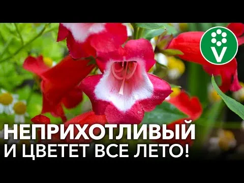 Нажми и смотри