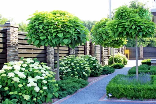 Катальпа бигнониевидная