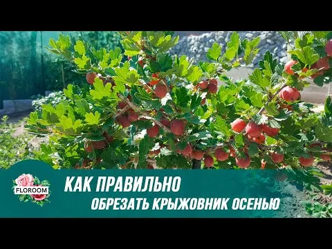 Нажми и смотри