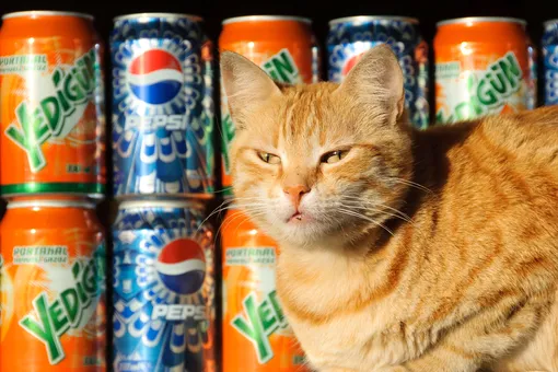 7 способов использовать жестяные банки от газировки и кот