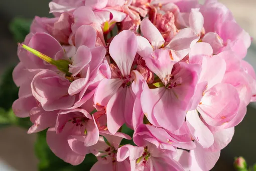 Гарань Гарань