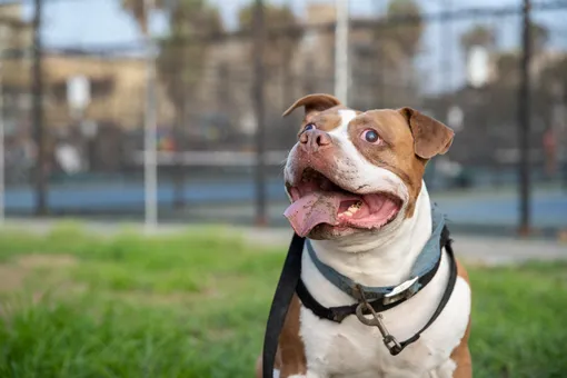 Как вести дневник тренировок и достижений вашей собаки