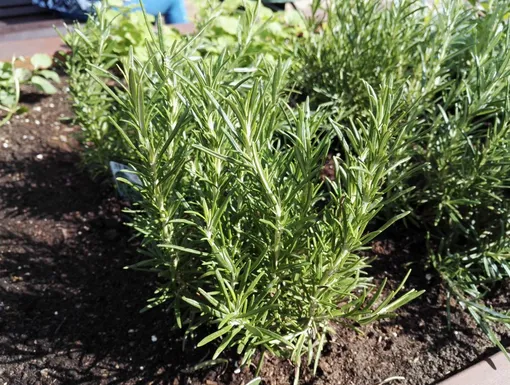 Растения-репелленты, которые отпугивают комаров с дачного участка