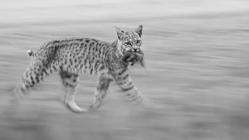 Рысь в движении / Победитель в категории «Молодежь»