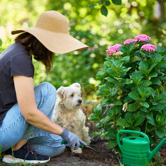 «Не переувлажнить, но и не пересушить»: 3 рабочих способа самостоятельно размножить гортензию