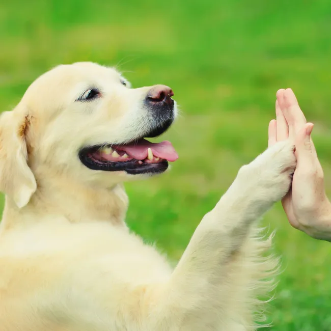 Ваша собака – левша или правша? Как определить и зачем это знать