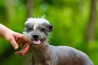 Забавную собаку все время принимают за поросёнка: смотрите, как она выглядит
