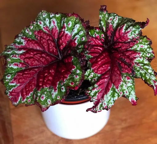 Бегония королевская