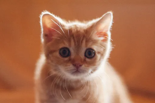 Кошка застряла в воротах на стадионе и едва не задохнулась – её спасли фанаты Кошка застряла в воротах на стадионе и едва не задохнулась – её спасли фанаты