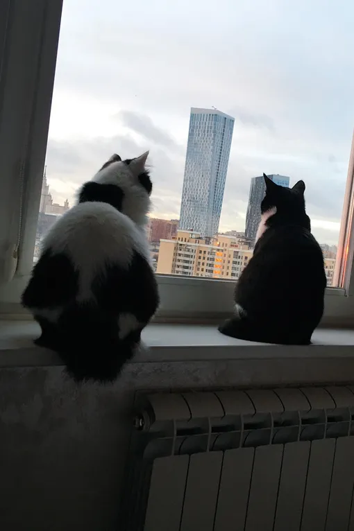 Чуча (уже нашла дом) и Кабачок Чуча (уже нашла дом) и Кабачок