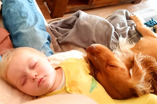 15 фото, которые растрогают вас до слёз: собаки не сводят глаз с любимых хозяев 15 фото, которые растрогают вас до слёз: собаки не сводят глаз с любимых хозяев