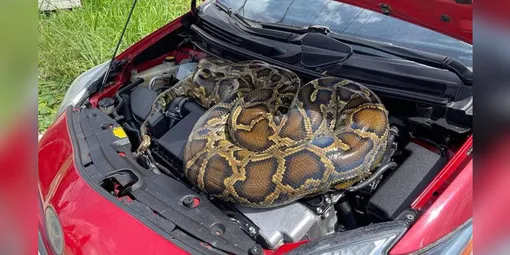 питон питон