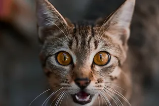 «Сердце разрывается». Хозяин поставил скрытую камеру, чтобы проследить за котами