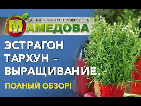 Нажми и смотри