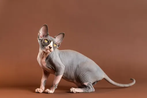 Какие кошки не линяют: 10 пород с фото и советы по уходу Какие кошки не линяют: 10 пород с фото и советы по уходу