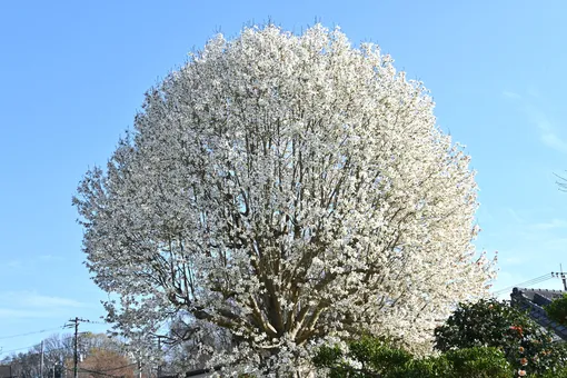 магнолия фото