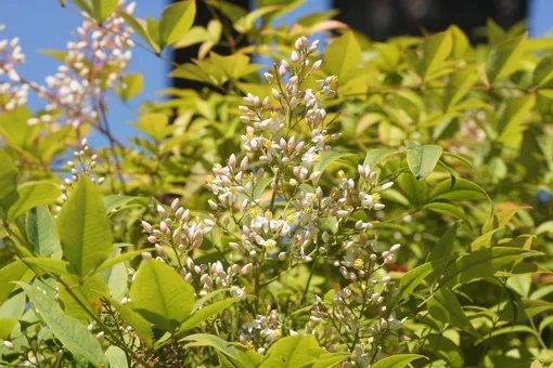 Цветы нандины Цветы нандины