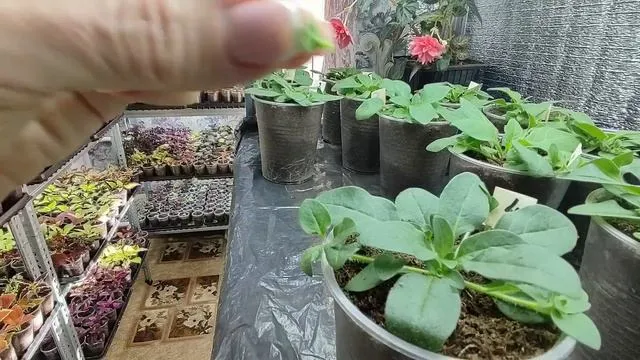 Нажми и смотри