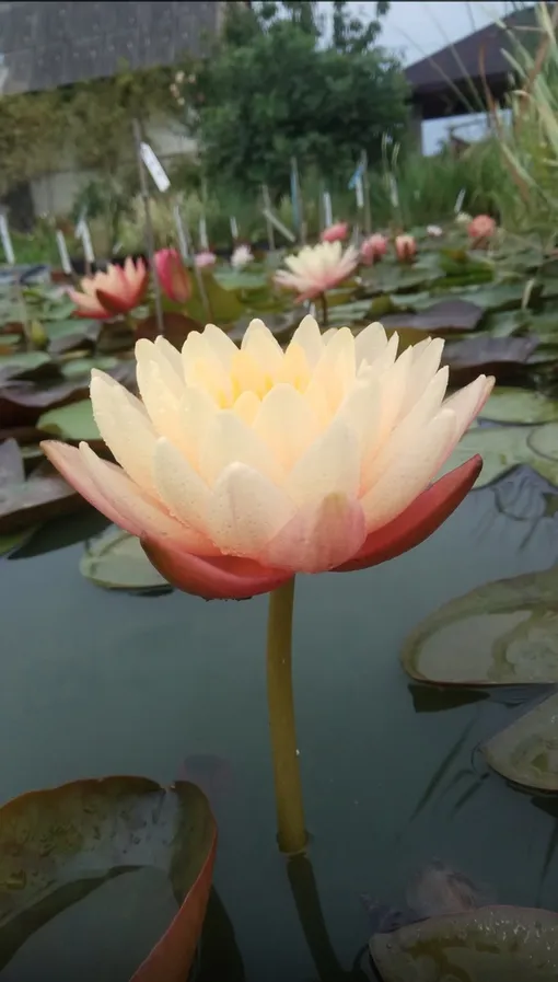 Нимфея Peach&Cream