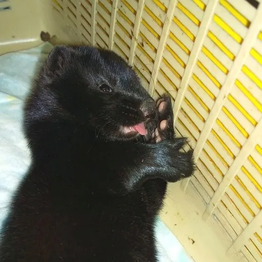 как выглядят дети норки