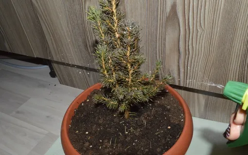 Что делать, если иголки на ёлке в горшке уже начали желтеть