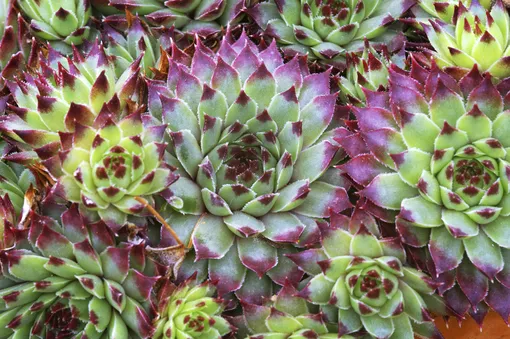 7 цветущих растений, обожающих песчаную почву