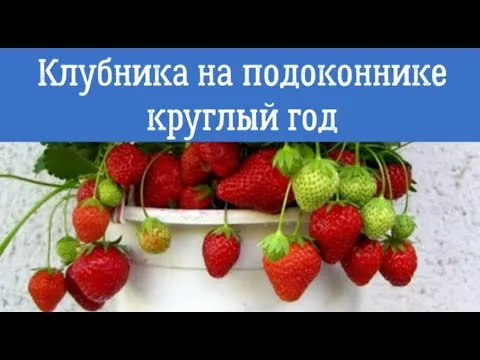 Нажми и смотри