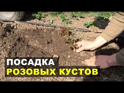 Нажми и смотри