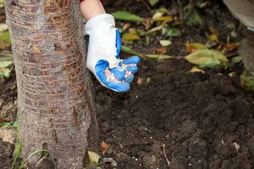 Подкормка груши осенью Подкормка груши осенью