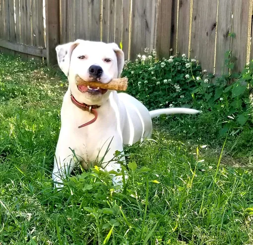 глухую собаку не хотят забирать из приюта глухую собаку не хотят забирать из приюта