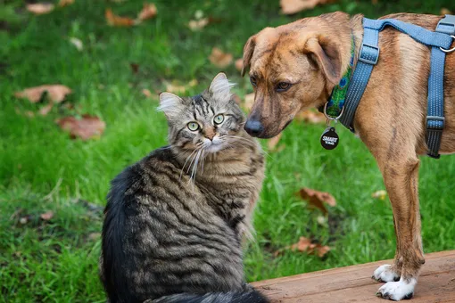 Как собаки приветствуют друг друга и кота