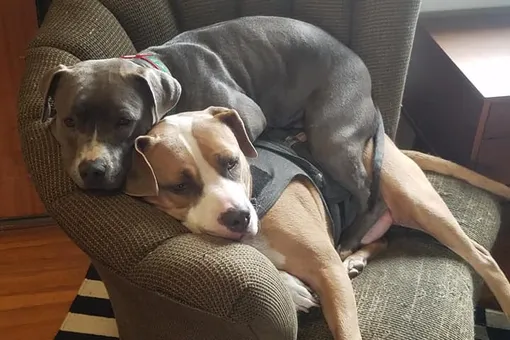 Сидит и ножки свесила: собака замучила брата, используя его вместо подушки Сидит и ножки свесила: собака замучила брата, используя его вместо подушки