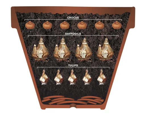 Схема посадки цветочных луковиц в кашпо Схема посадки цветочных луковиц в кашпо