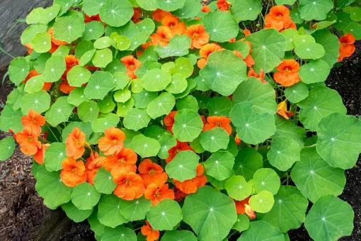 6 растений, которые нельзя сажать рядом с настурцией 6 растений, которые нельзя сажать рядом с настурцией