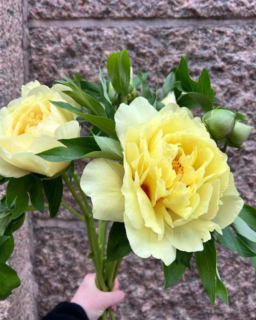 Пион ИТО-гибрид «Бартзелла» Пион ИТО-гибрид «Бартзелла»