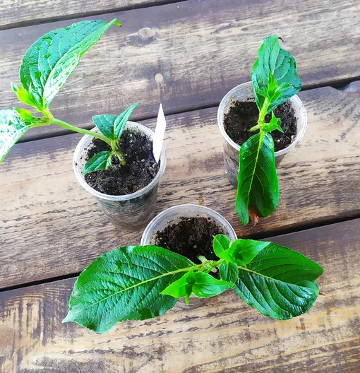 Наиболее распространённые ошибки размножения гортензии черенками Наиболее распространённые ошибки размножения гортензии черенками