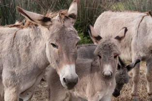 В Индии волонтеры спасли от гибели ослицу. Животное благодарит их пением! В Индии волонтеры спасли от гибели ослицу. Животное благодарит их пением!