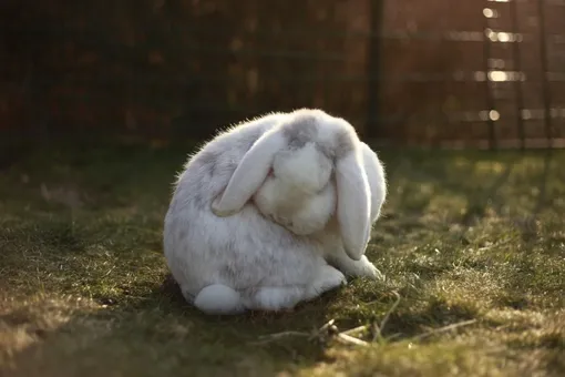 Уильям и Гарри в детстве держали кролика Уильям и Гарри в детстве держали кролика