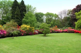 Косить или не косить: плюсы и минусы стрижки газона на даче