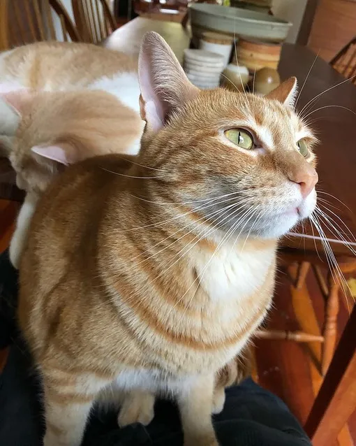 @ceepdx Рыжий кот