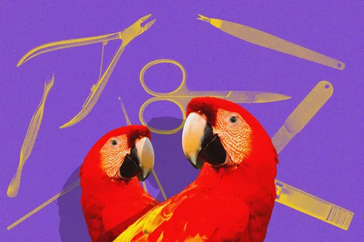 Маникюр для попугая: как часто нужно стричь птичьи когти